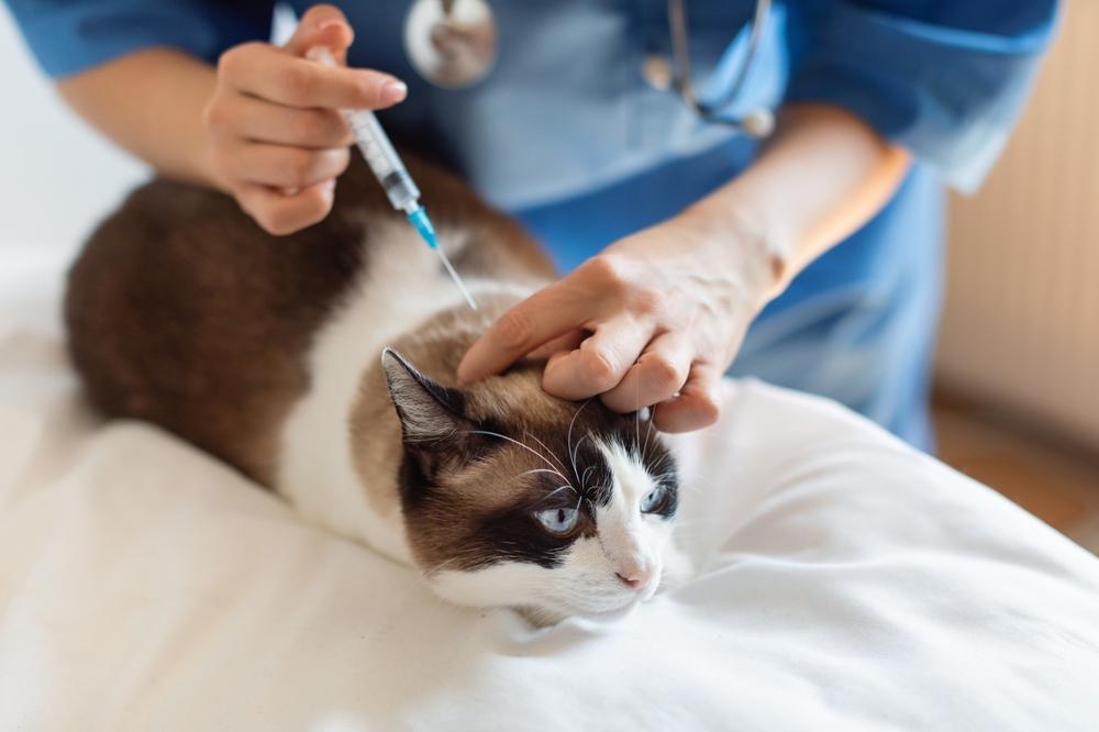 Rabies <b>Vaccine</b> for Cats | Great Pet Care